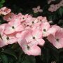 Grootbloemige Japanse kornoelje roze
